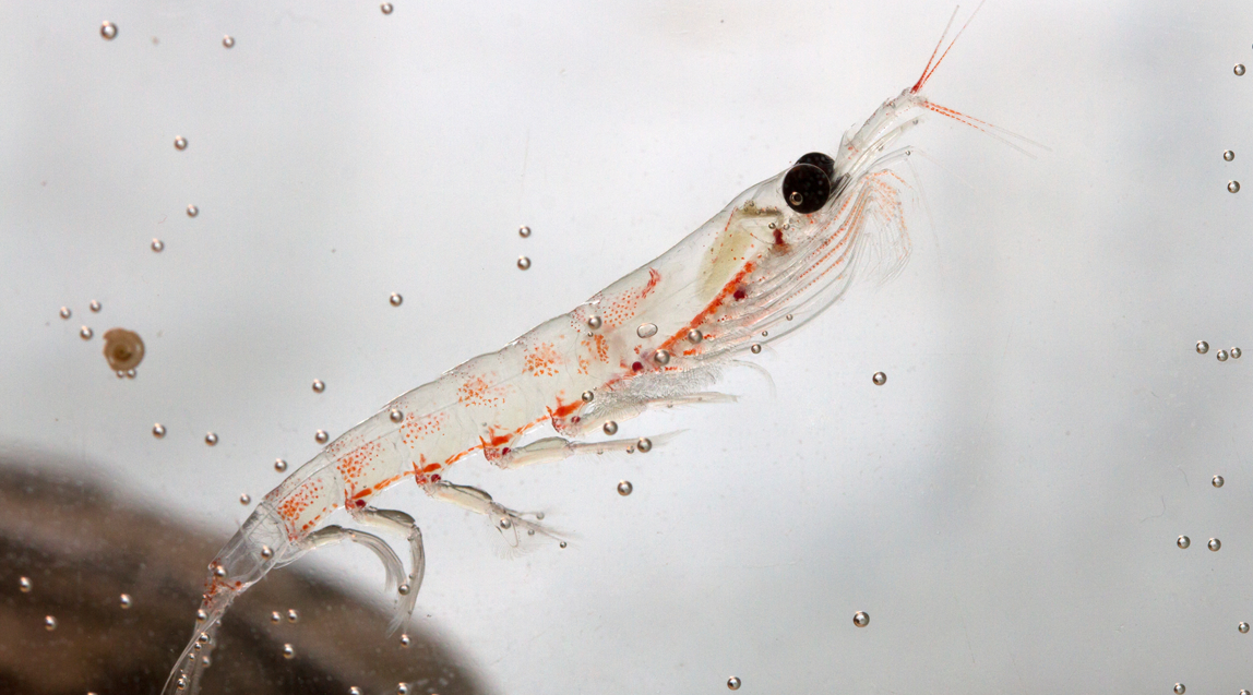 NKO <sup>®</sup> Krill Oil: Omega-3 Fatty Acids and More