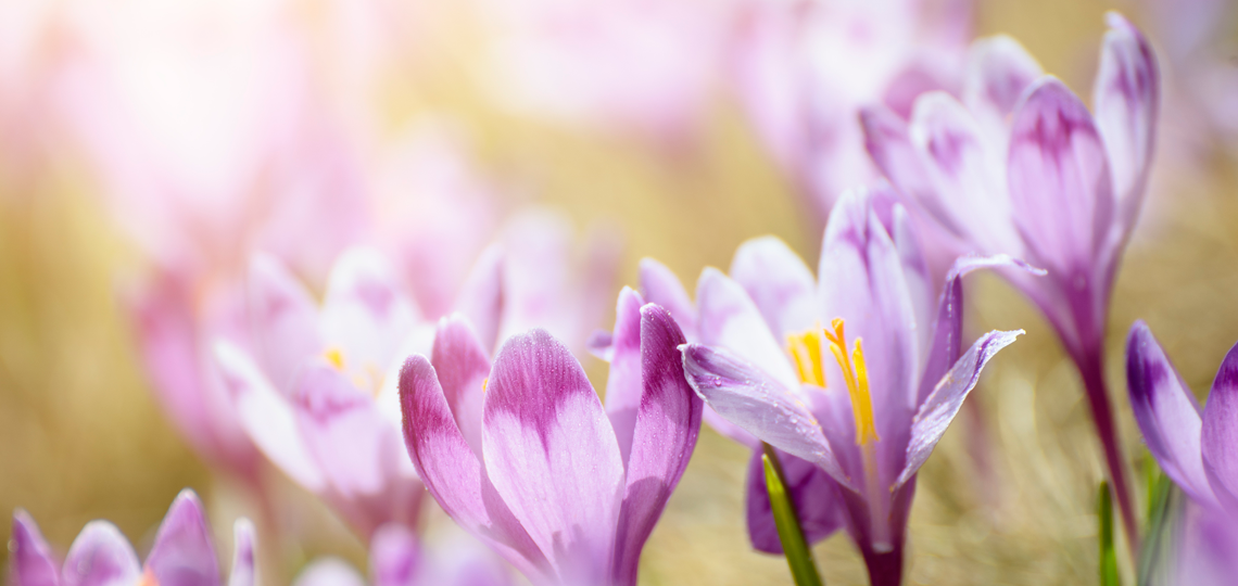 Phytotherapy for emotional balance