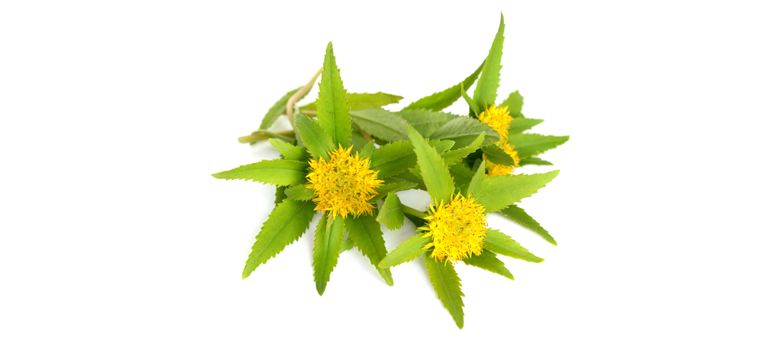 Rodiola, the root that came from the cold