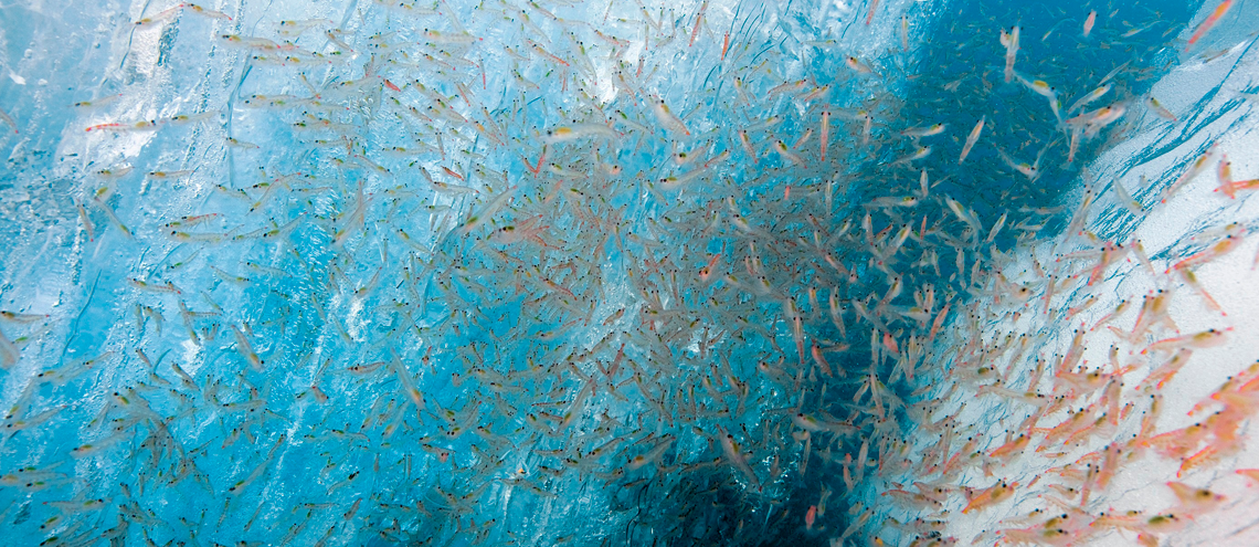 Antarctic Krill: Sustainability