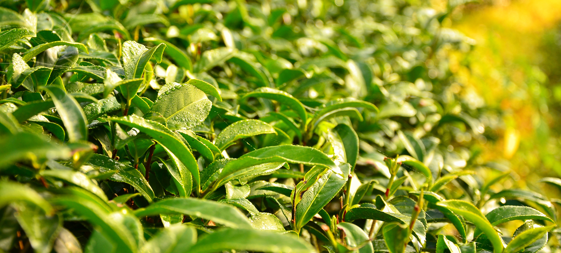 Epigallocatechins in green tea. Decrease in metabolic syndrome risk factors