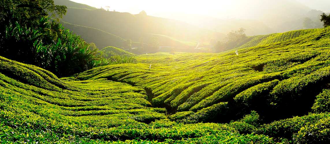 Metabolic Syndrome - Green Tea and Glavonoid