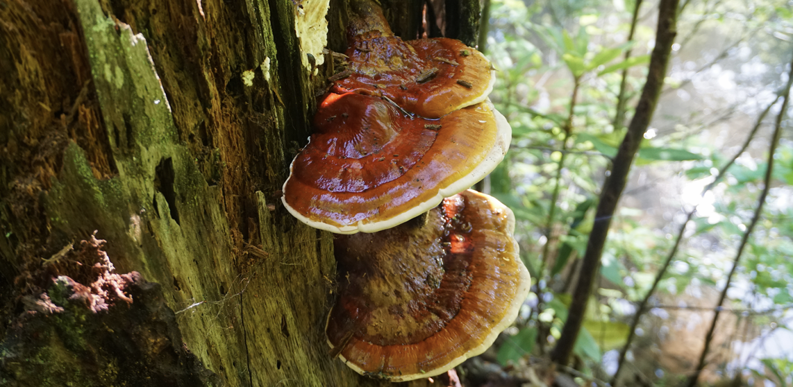 Optimize your health with mushrooms