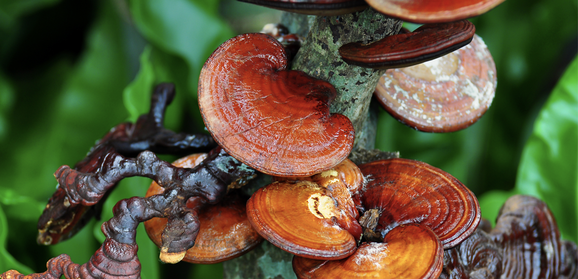 Do you know Reishi and Shiitake?