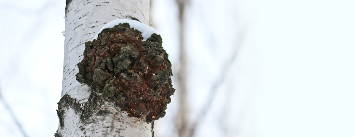 Do you know the chaga