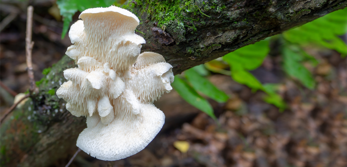 Do you know the lions mane?