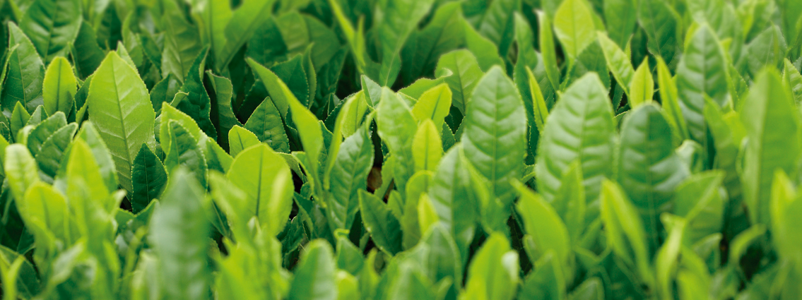 Camelia Sinensis for weight control and much more