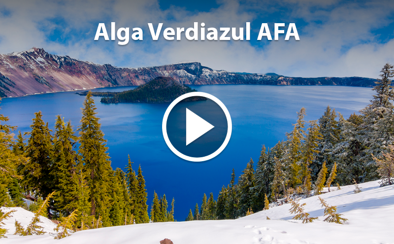 Do you know the AFA Blue-Green Algae?
