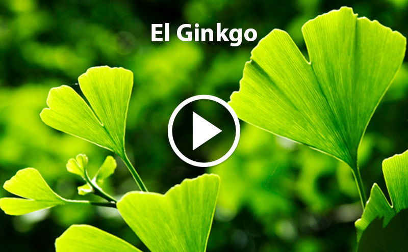 Do you know Ginkgo?