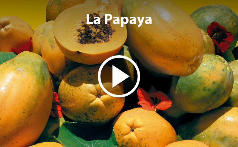 Do you know Papaya?