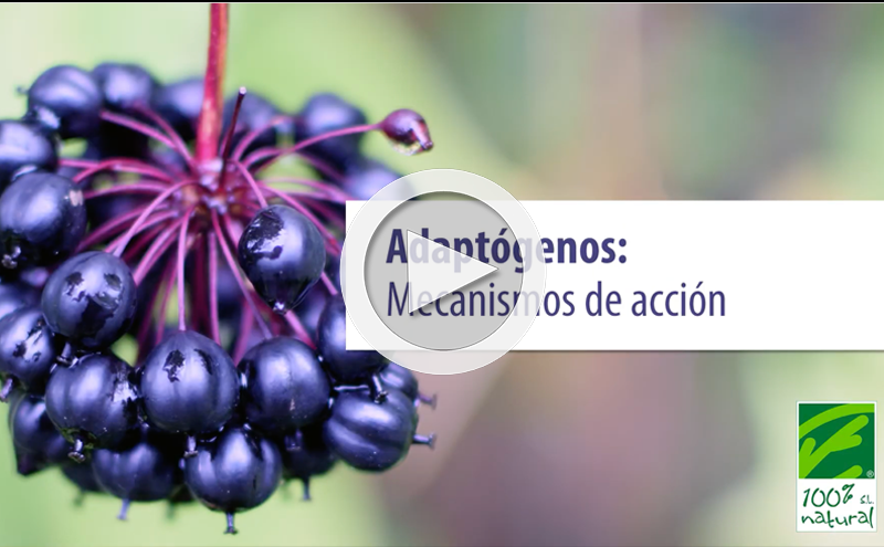 Adaptogens: mechanisms of action