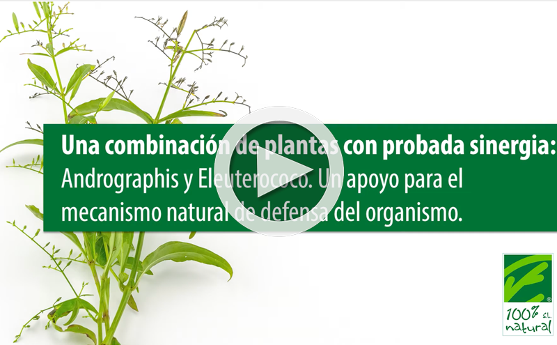 A combination of adaptogenic plants with proven synergy: Andrographis and Eleutherococcus.